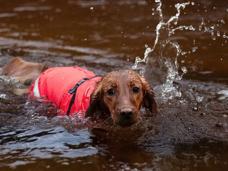 Hund med Thermotic hundtäcke i vatten